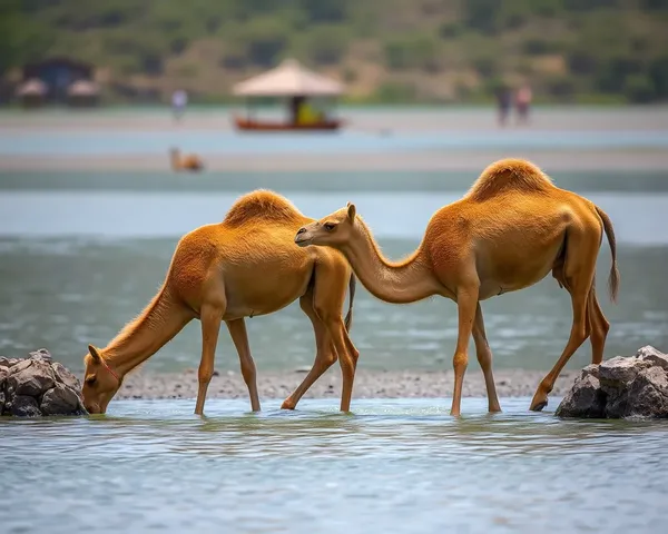 Chameaux buvant de l'eau dans une image PNG