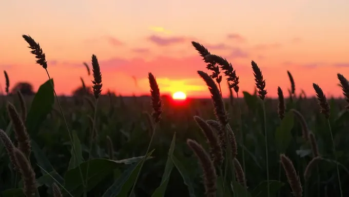 Coucher de soleil le 3 juillet 2025 : un moment de sérénité