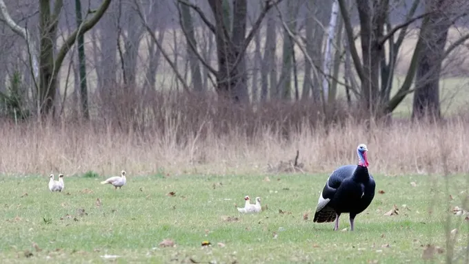 Date des saisons de chasse aux dindes de l'Iowa 2025 publiques