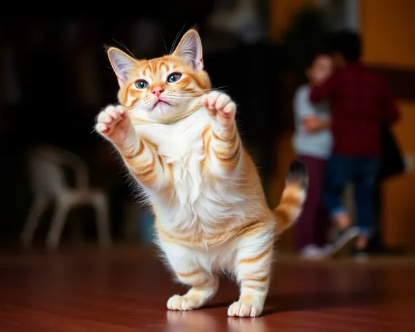 Des photos de chats dansant : la forme ultime d'expression féline