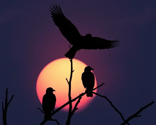 Description d'image de silhouettes d'oiseaux en PNG requise