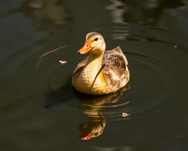 Découvrez le monde des graphismes PNG de Ducky