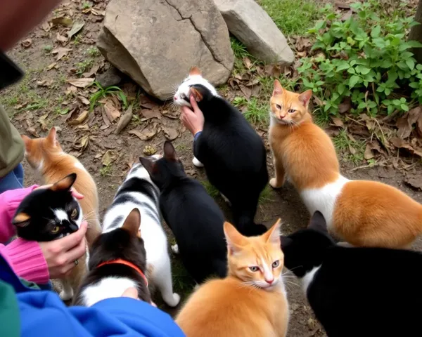 Effort voué à l'échec : rassembler des chats en images