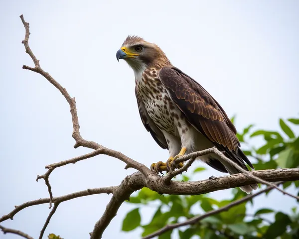 Emblème de concept d'affaires Tuah Hawk Png : créatif