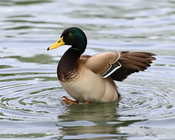 Fichier PNG de Huard Localisé