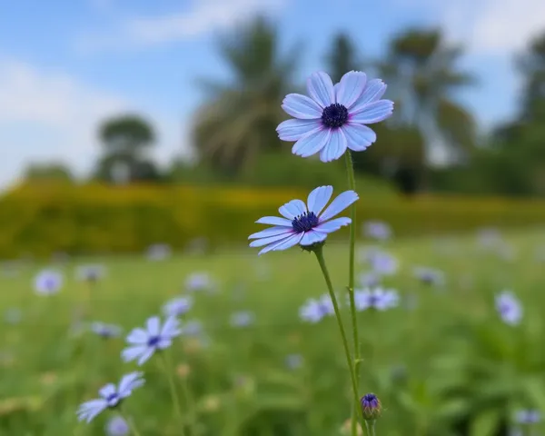 Fichier PNG de Marguerite Bleue disponible