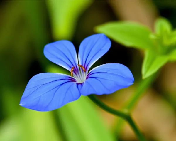 Fichier PNG de Marguerite Bleue stocké