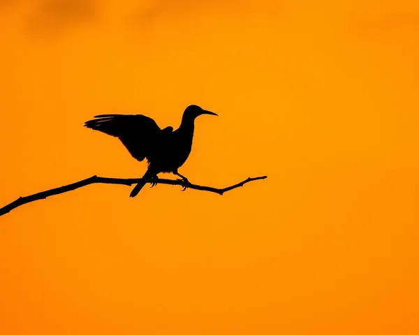 Fichiers PNG de silhouettes d'oiseaux pour édition