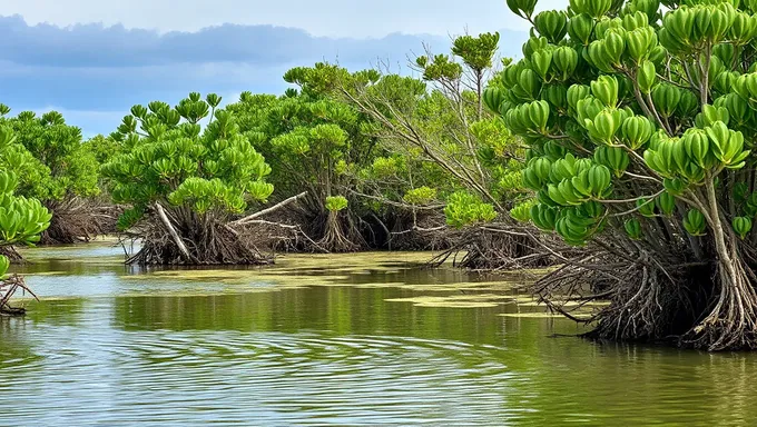 Graine de marais de mangrove 2025 : cultiver la résilience