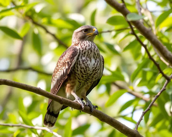 Hawk Tuah Png : Émblème d'entreprise iconique image