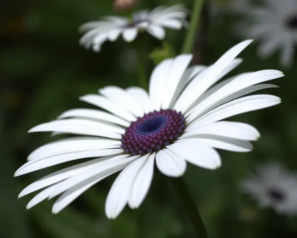 Icône de marguerite PNG pour utilisation informatique