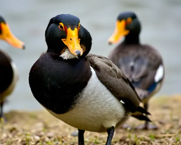 Image PNG de Huard identifiée