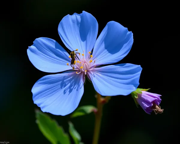 Image PNG de Marguerite Bleue affichée