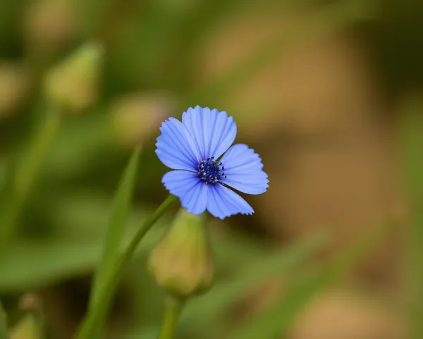 Image PNG de Marguerite Bleue récupérée