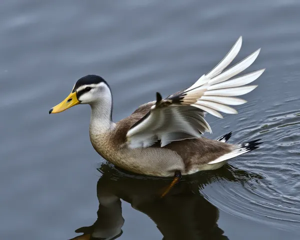 Image PNG de détection de Huard