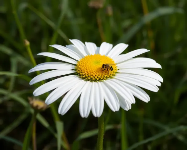 Image PNG de marguerite pour usage commercial