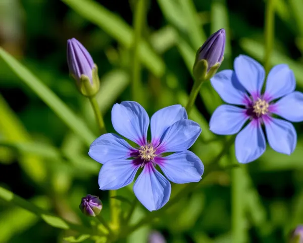 Image de Marguerite Bleue PNG trouvée