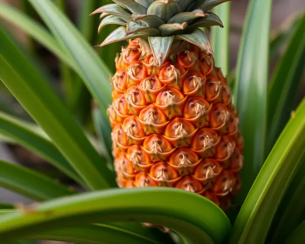 Image de fond transparent de pineapple en PNG