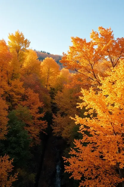 Images d'automne matin bonnes pour le temps de relaxation