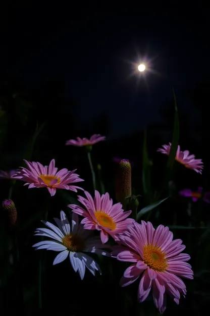 Images de fleurs du soir pour des scènes de nuit paisibles