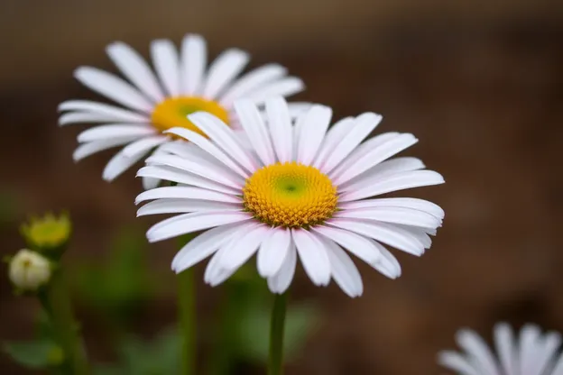 Images de naissance de daisy pour un jour spécial