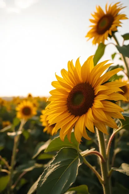 Images de tournesol charmantes pour un bon matin