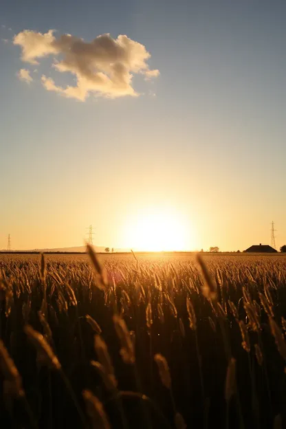 Images du matin d'été avec des vibrations fraîches