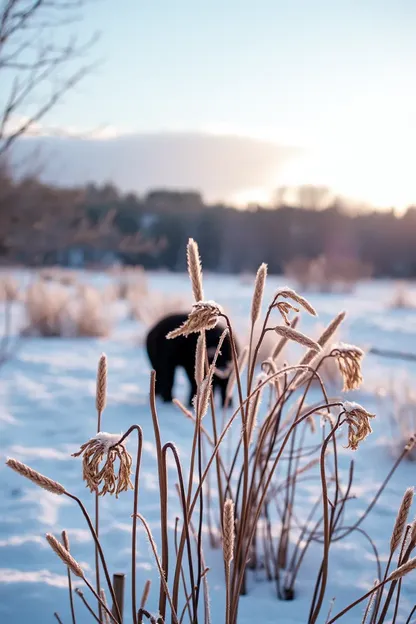 Images du matin froid : images du matin froid