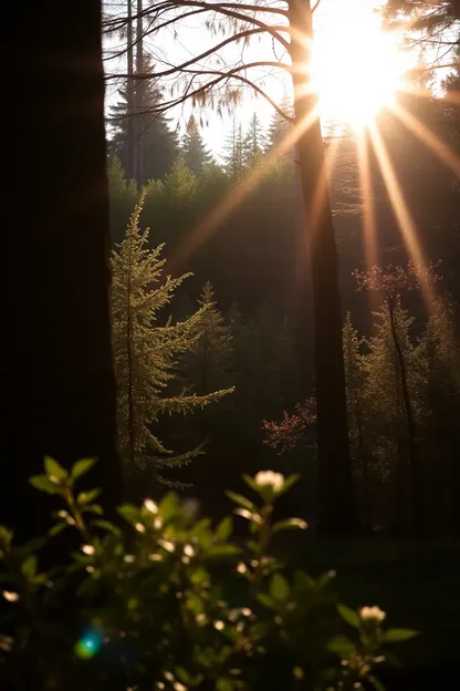 Images du soleil du matin sont bénéfiques pour la santé de l'âme