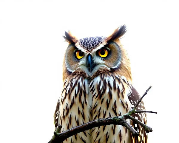 L'image de l'effigie de l'hibou en format PNG