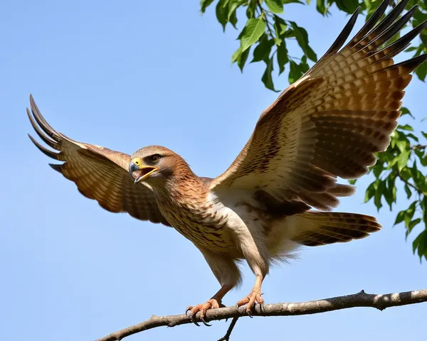 La fille Tuah de hibou PNG : texte répété à nouveau