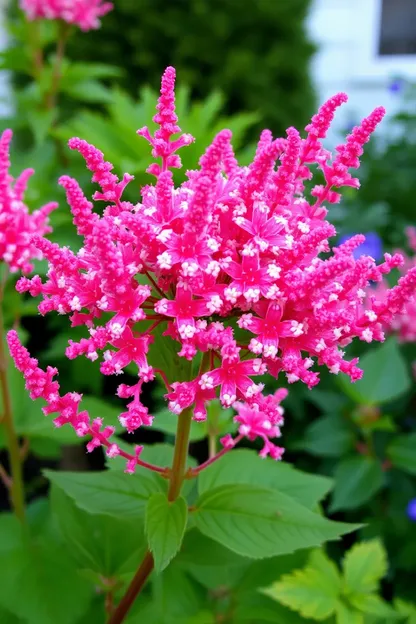 La fille lumineuse Spirea se répète plusieurs fois