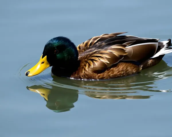 Le canard PNG : une image mignonne et colorée