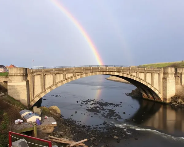 Le pont arc-en-ciel pour les chats : des illustrations félines éphémères