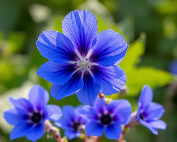 Marguerite bleue PNG : image identifiée