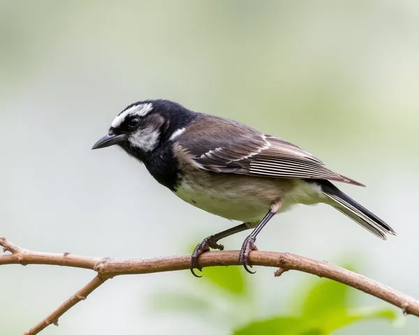 Oiseau PNG fichier stocké sur ordinateur