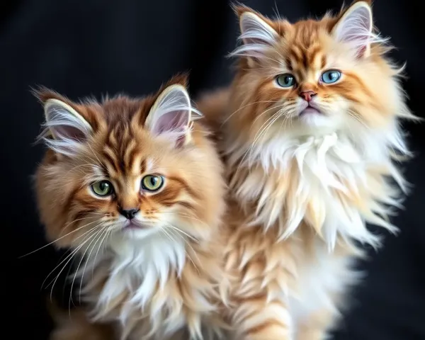 Photos de chats Ragamuffin pour les enthousiastes