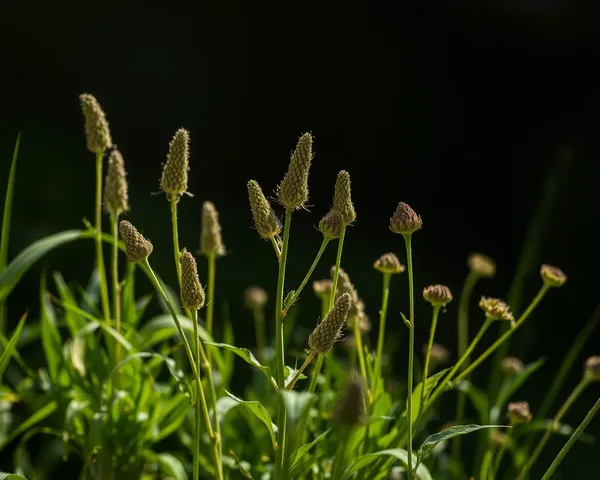 Processus de récupération de fichier PNG des mauvaises herbes