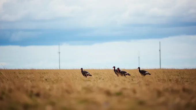 Saison de Dinde du Minnesota 2025, Jours de Chasse pour les Jeunes