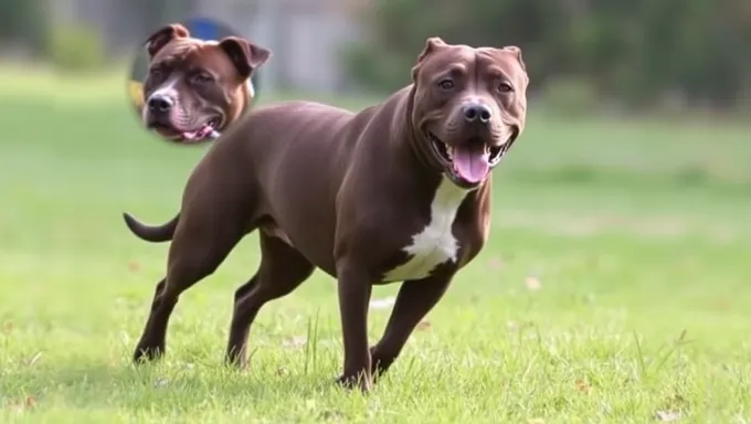 Statistiques d'attaques de Pitbull 2025 révèlent des mortalités spécifiques au breed