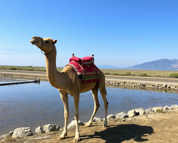 Téléchargement de fichiers PNG de camellos à partir d'un stockage cloud