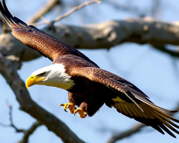 Téléchargez des images PNG d'aigle gratuit en ligne