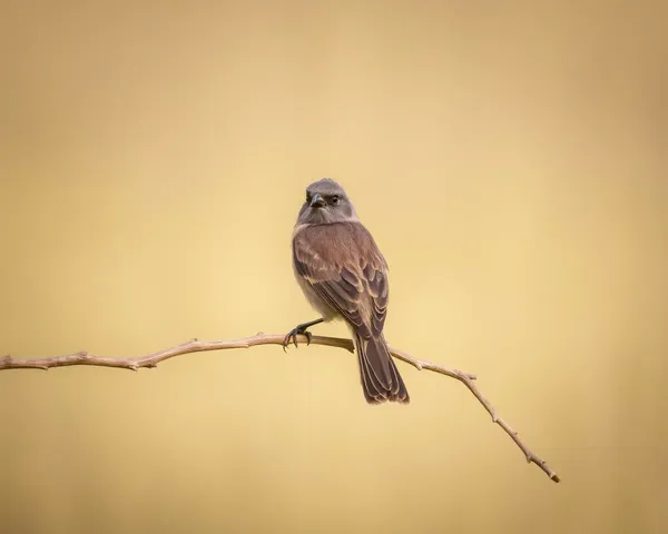 Une photo unique de chat et d'oiseau ensemble