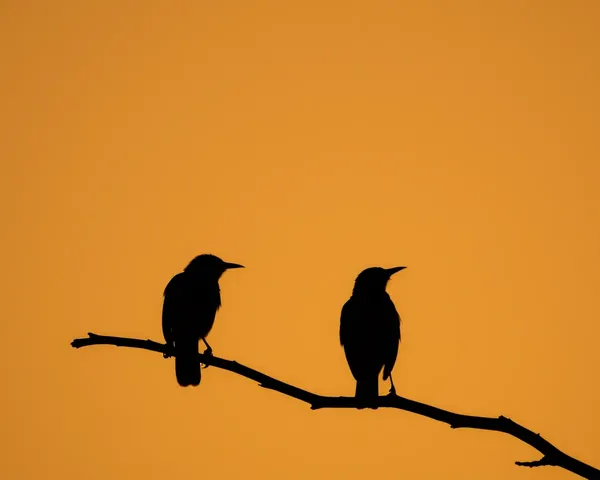 Birds Silhouette PNG Format File Details