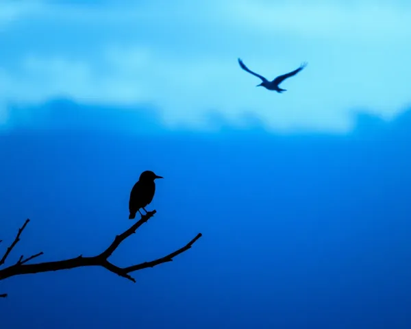 Birds Silhouette PNG Format File Size