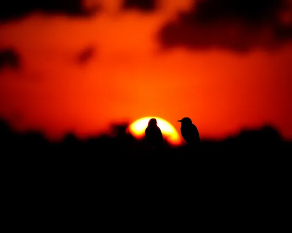 Birds Silhouette PNG Images for Download