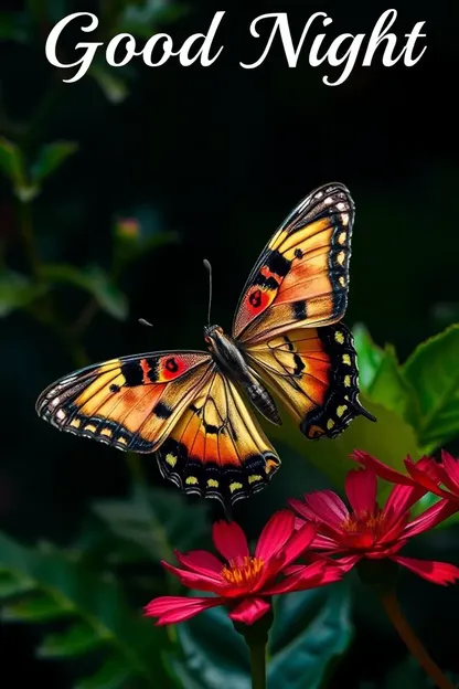 Butterfly Good Night Images Photos