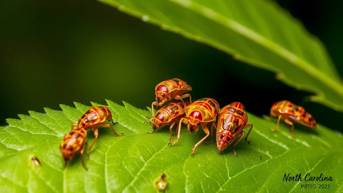 Cicadas 2025 North Carolina: A Natural Phenomenon