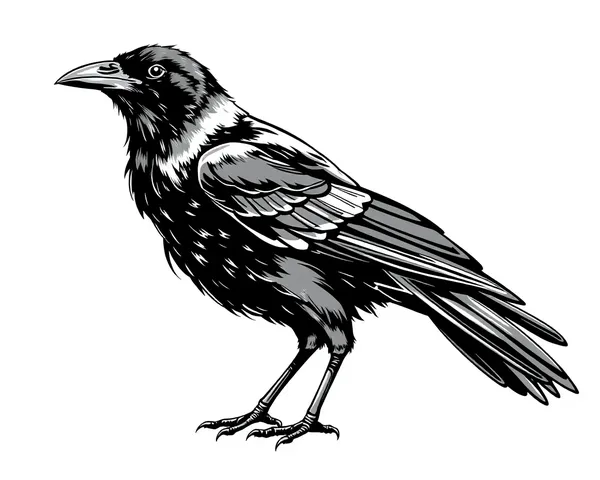 Crow Drawings PNG Designs Collection