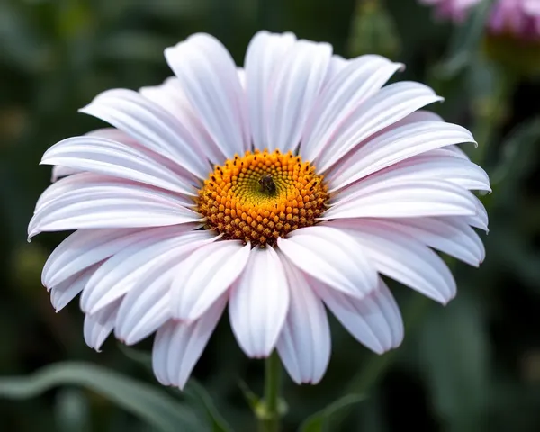 Daisy Png Design for Graphic Artists